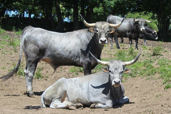 Vacas Tudancas en los prados cercanos a Santiurde de Reinosa